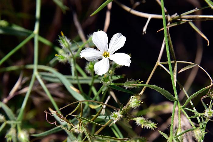 Phlox tenuifolia, Santa Catalina Mountain Phlox